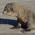 dragon_komodo_hsb_rinca_h_0628_kom2395.jpg
